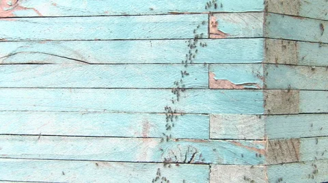 Shabby Sheek Ant Trail 2 Stock Footage 40092952