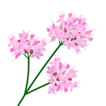 Shablon Stock Illustration