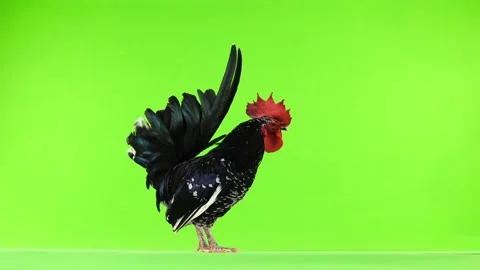 Shabo rooster flapping his wings on green screen. Stock Footage 100317384
