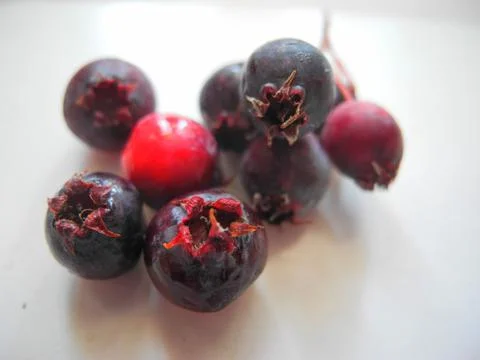 Shadberry isolated on gray Stock Photos