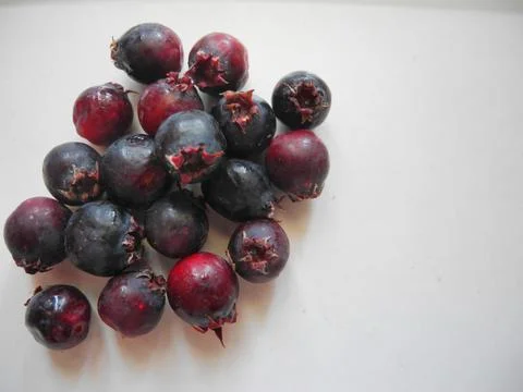 Shadberry isolated on gray Stock Photos