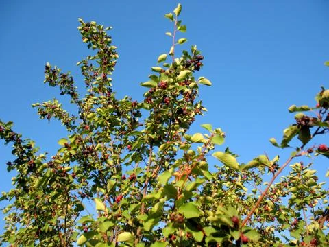 Shadberry tree Stock Photos
