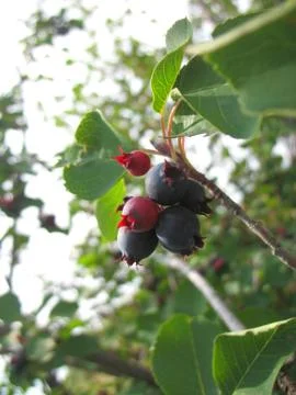 Shadberry tree Stock Photos