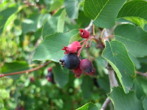 Shadberry tree Stock Photos