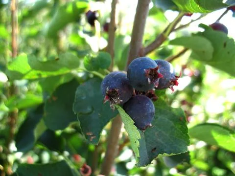 Shadberry tree Stock Photos
