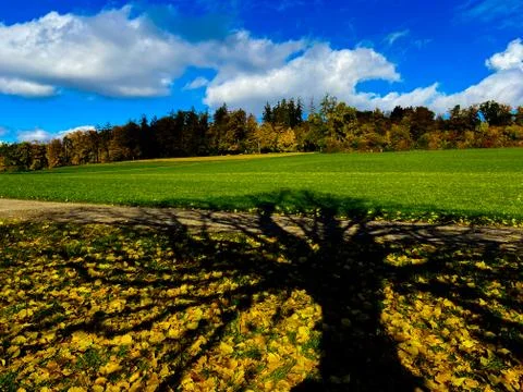 Shade of an autumn tree Stock Photos