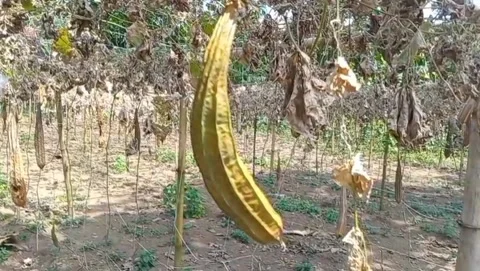 Shade behind the luffa vines. 库存影片 334633668