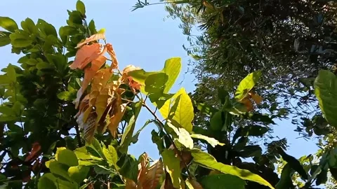 The shade of the broad-leafed cashew tree. Vídeos de archivo 338335441