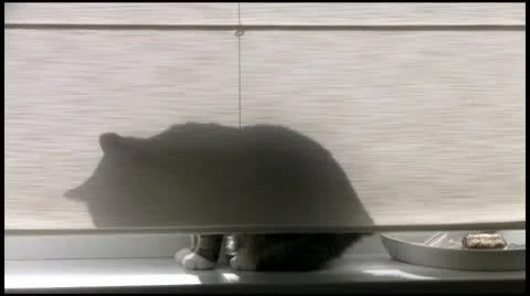 The shade of the cat on blinds 1080 Stock Footage 10680202