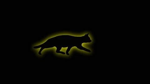 SHADE OF CAT with  glow fx Stock Footage 153596296