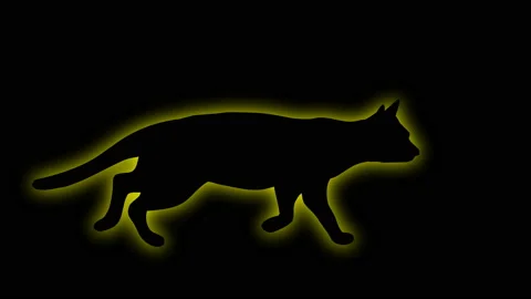 SHADE OF CAT with  glow fx Stock Footage 153596519