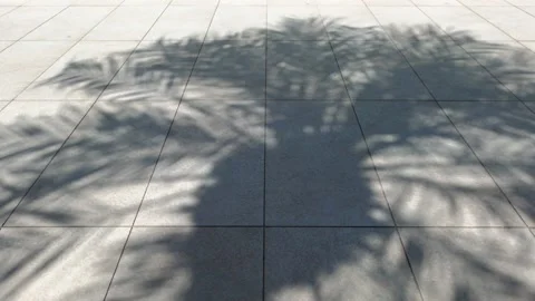 The shade of a coconut or date palm sways on the sidewalk, road. Stock Footage 221853974