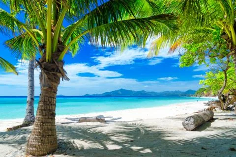 In the shade of the coconut tree on the beach 写真素材