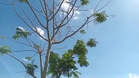 The shade of the dadap tree during the day. Video stock 337863719