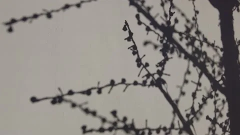Shade of decorated branches on the white wall. 스톡 동영상 236743743
