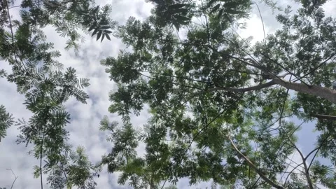 Shade from The Foliage of Silk Tree Stock-Footage 311087971