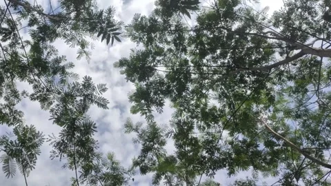 Shade from The Foliage of Silk Tree Stock Footage 311087979