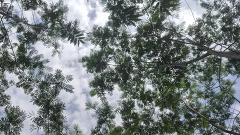 Shade from The Foliage of Silk Tree Stock Footage 311087981