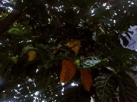 Shade of Leaves Stock Photos