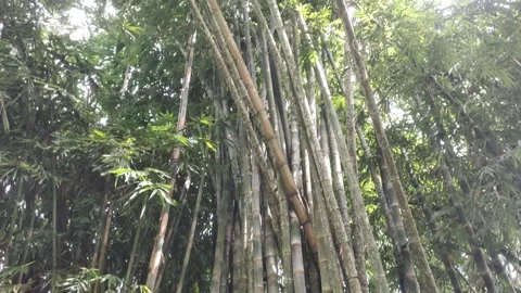 Shade of Lush Bamboo Stock Footage 311087963