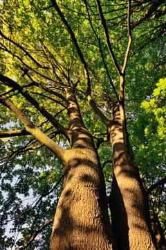 In the shade of the maple Stock Photos