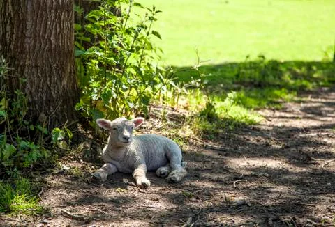 In the shade Stock Photos