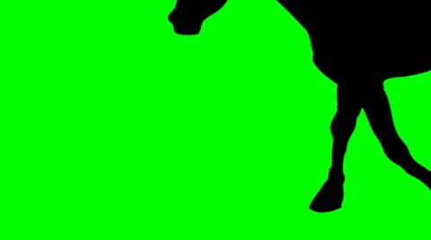 SHADE OF RUNNING HORSE Video stock 59664425