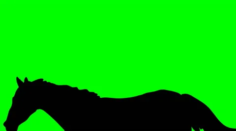 SHADE OF RUNNING HORSE Video stock 59664598