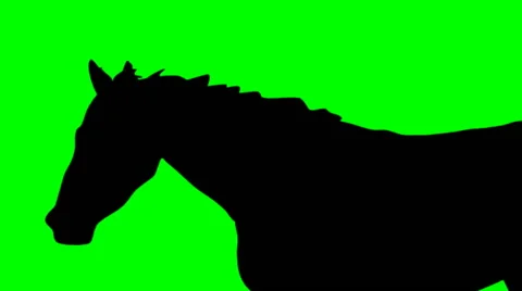SHADE OF RUNNING HORSE Video stock 59664624