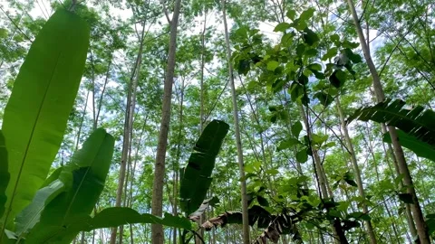 Shade in the sengon forest Stockbeeldmateriaal 231949359