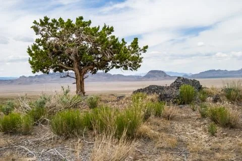 Shade. Single tree in open, hot desert in western Utah Stock Photos