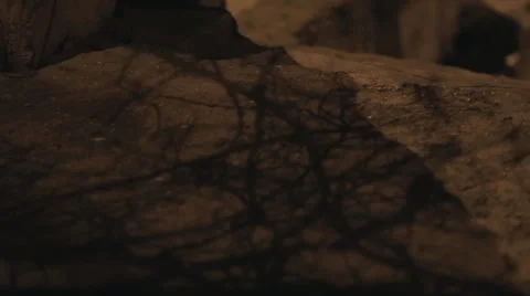 Shade of tree branches at night Stock Footage 49253176