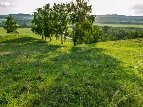 Shade of a tree branches on turf grass in park Stock Photos