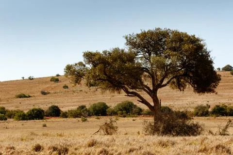 Shade tree in the field Stock Photos