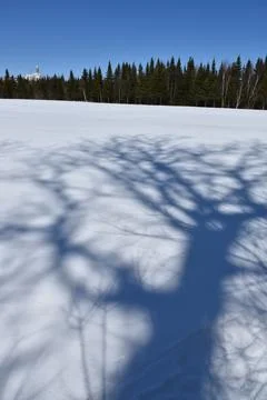 The shade of a tree in a field in winter Stock Photos