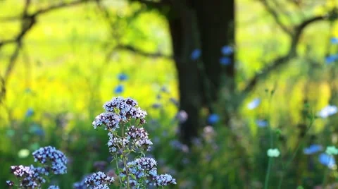 In shade of tree Stock Footage 8622061