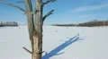 Shade of a tree HD Footage