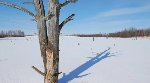 Shade of a tree 스톡 동영상 10819121