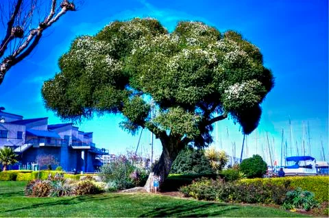 Shade Tree Foto stock