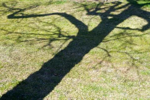 Shade tree Stock Photos