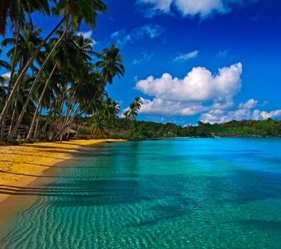 Shade of the tree in the water 写真素材