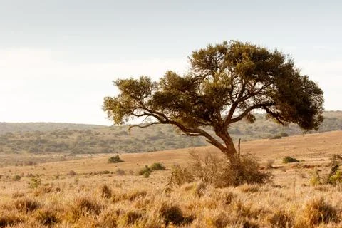 The shade tree for the wild animals Stock Photos