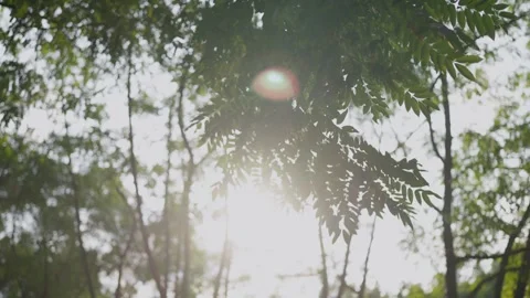 The shade of the trees, bathed in sunlight—the soft glow of lush green leaves Stock Footage 331232441