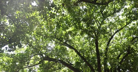 Shade trees cover road, keeps cool, it is priority in Miami Stock Footage 242374362