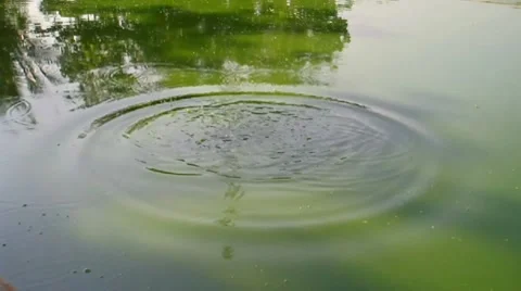 Shade Trees on The Pond Stock Footage 7739857