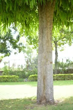 Shade under a Green Tree Stock Photos
