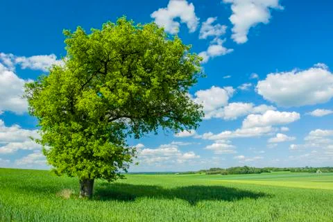 Shade under a large tree in the field Stock Photos