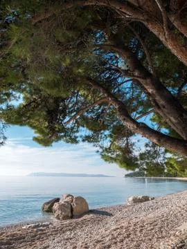 Shade under pine tree at beach Stock-Fotos