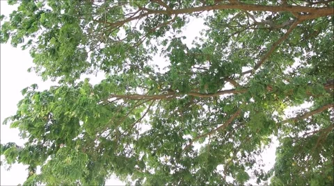 Shade under the tree Stock Footage 50646870