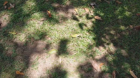 Shade under the trees move on the ground. 库存影片 121721052